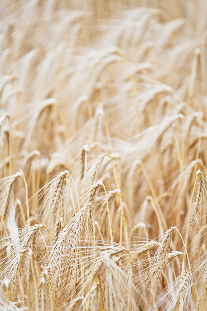 Close-up of wheat stalks with ripe grain ears in a summer field in Italy.
