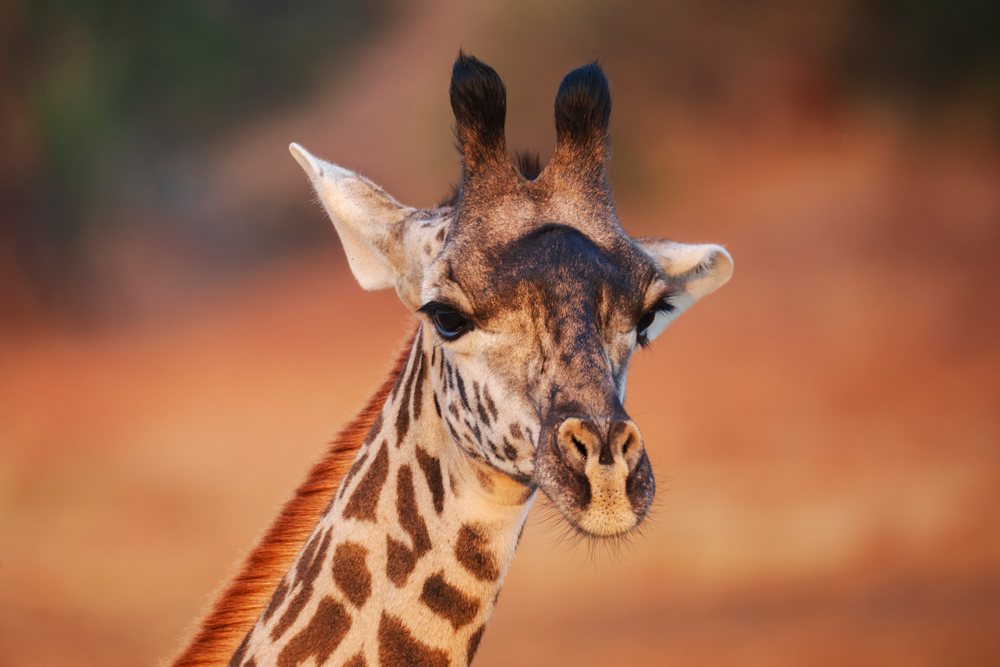 Close-up portrait of a Juvenile Giraffe, showing its patterned fur and distinct facial features outdoors, Wildlife, Mfuwe, South Luangwa National Park, Zambia.