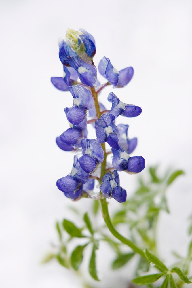 Bluebonnet flower with snow covering Country, Texas, Hill.