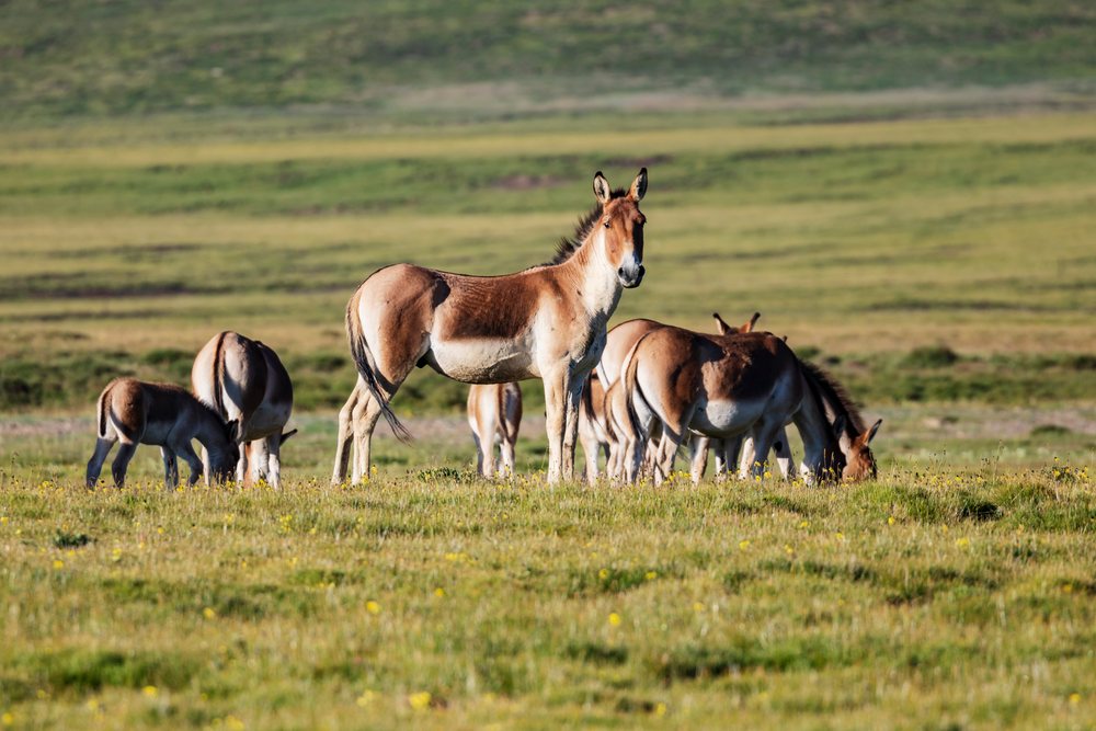 Kiang wild ass stallion stands guard watchfully over its grazing herd in the grasslands of Kham Tibet, Qinghai Province, Anduo Tibet.