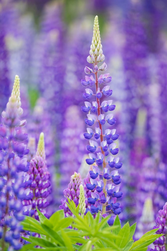 Lupines with purple flower spikes and green leaves flowering in a natural field, Landscape, Wildlife, Lifestyle, Summerford, Newfoundland & Labrador, Canada.