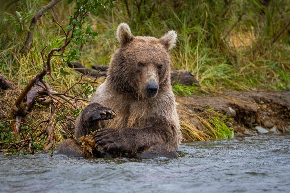 Alaskan Brown bear sitting partially submerged in a river near the riverbank, Katmai National Park, Alaska, USA.
