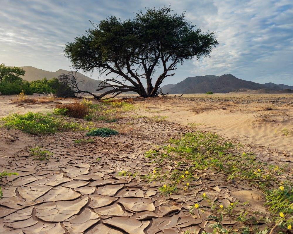 Devil's Thorn Acacia tree stands amid cracked mud and dry shrubs at sunrise in Namibia's, landscape, wildlife, Hoanib River Valley, Kunene Region.