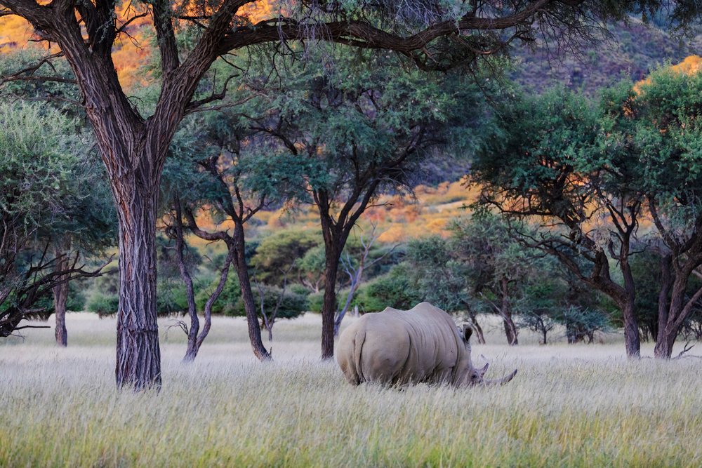 White Rhino grazing on tall grass at Sunset among trees in Okapuka Lodge savanna, landscape, wildlife, Windhoek, Khomas Region, Namibia.
