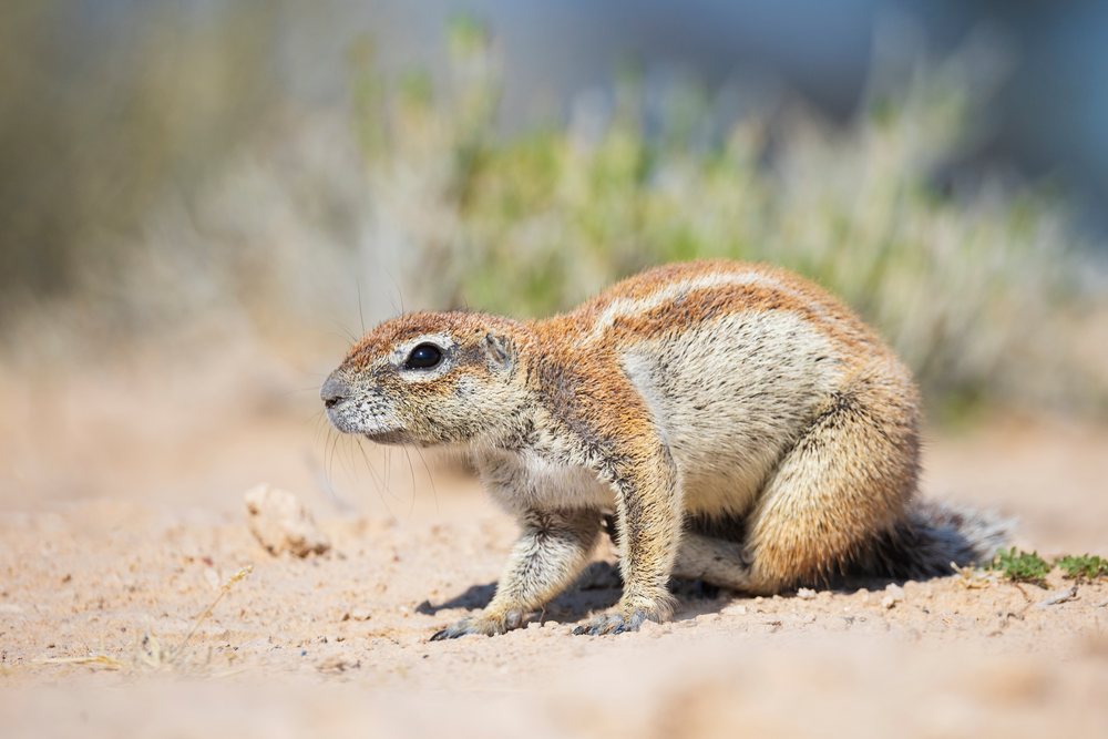 African Ground Squirrel on sandy ground with desert vegetation, Wildlife, Vanzylsrus, Northern Cape, South Africa.