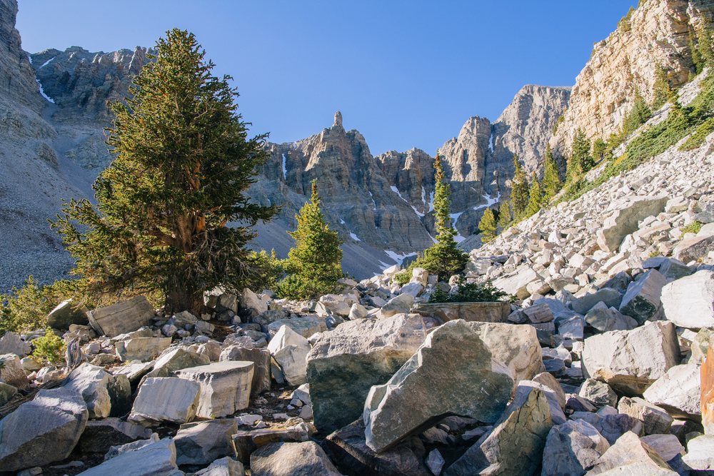 Mountain valley with rocky terrain and conifer trees under clear blue sky, Great Basin, endorheic watersheds, North America, USA.