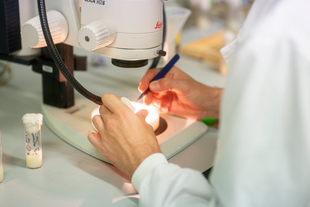A scientist preparing a microscope slide with cotton wool Inside A Research Laboratory using a high-precision microscope, science, biology, research.