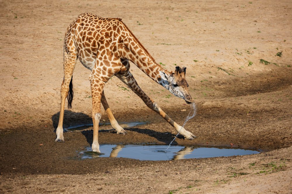 Giraffe drinks from a muddy water pool, standing on dry muddy ground, Wildlife, Mfuwe, South Luangwa National Park, Zambia.