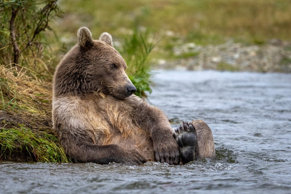 Alaskan Brown bear sitting and resting at the edge of a river, Katmai National Park, Alaska, USA.