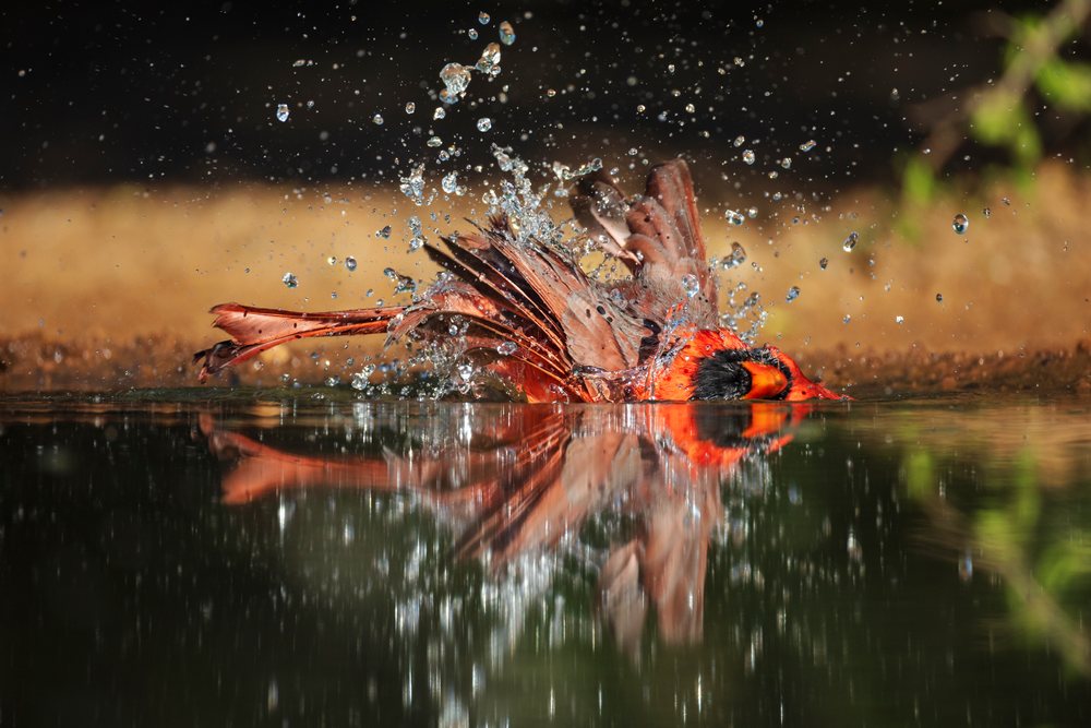 Male Cardinal bird bathes and splashes in water reflecting on the surface, Wildlife, Rio Grande City, Texas, USA.