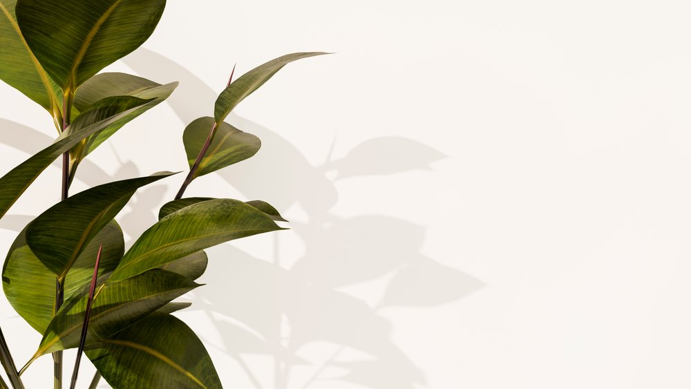 Green tropical plant leaves with visible veins cast soft shadows on a white background.