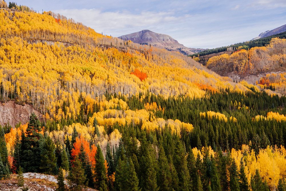 Mountain hillside, displays vibrant fall colors with yellow aspens, orange and red leaves, and green conifers under a partly cloudy sky, Durango, Colorado, USA.
