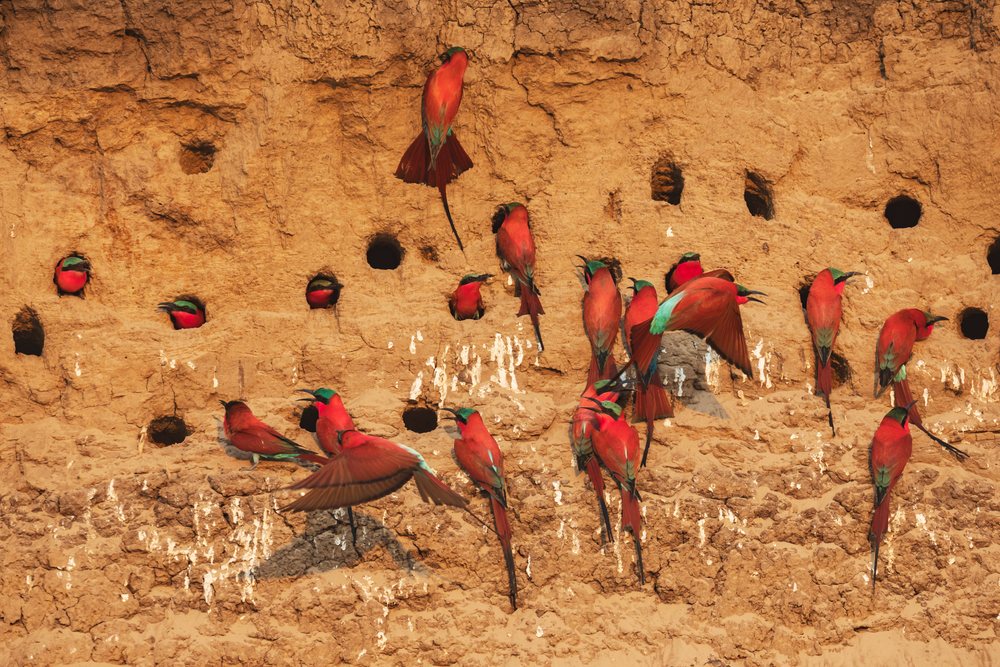 Carmine bee-eaters perched and nesting in holes on a mud wall colony, Wildlife, Mfuwe, South Luangwa National Park, Zambia.