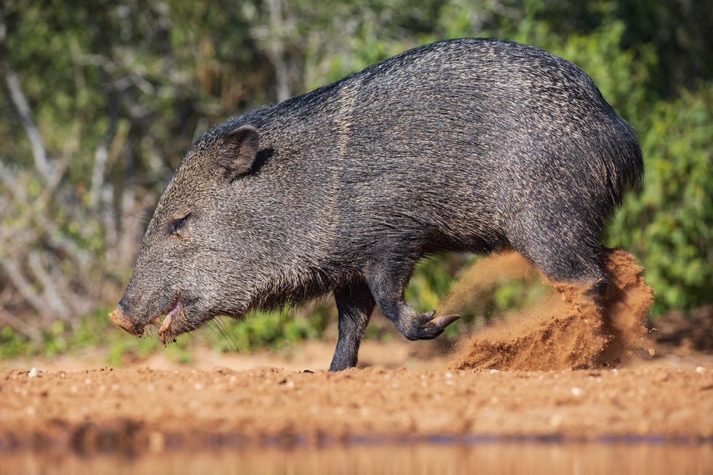 Javalina is foraging and digging in the dirt in its natural habitat, Wildlife, Rio Grande Valley, Texas, USA.