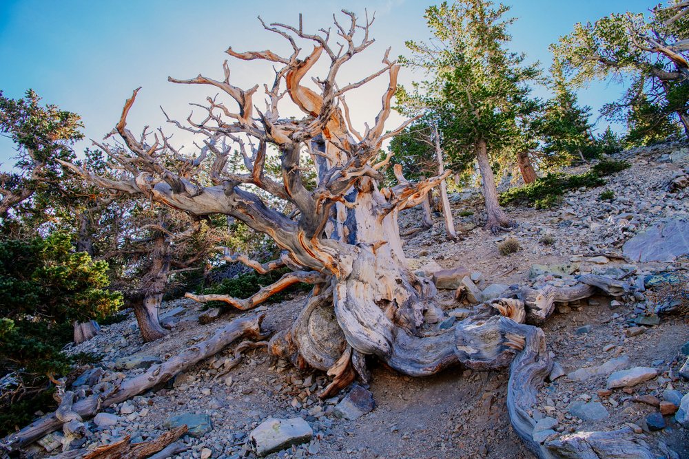 Dead bristlecone pine tree with twisted branches on rocky mountain slope, Great Basin, endorheic watersheds, North America, USA.