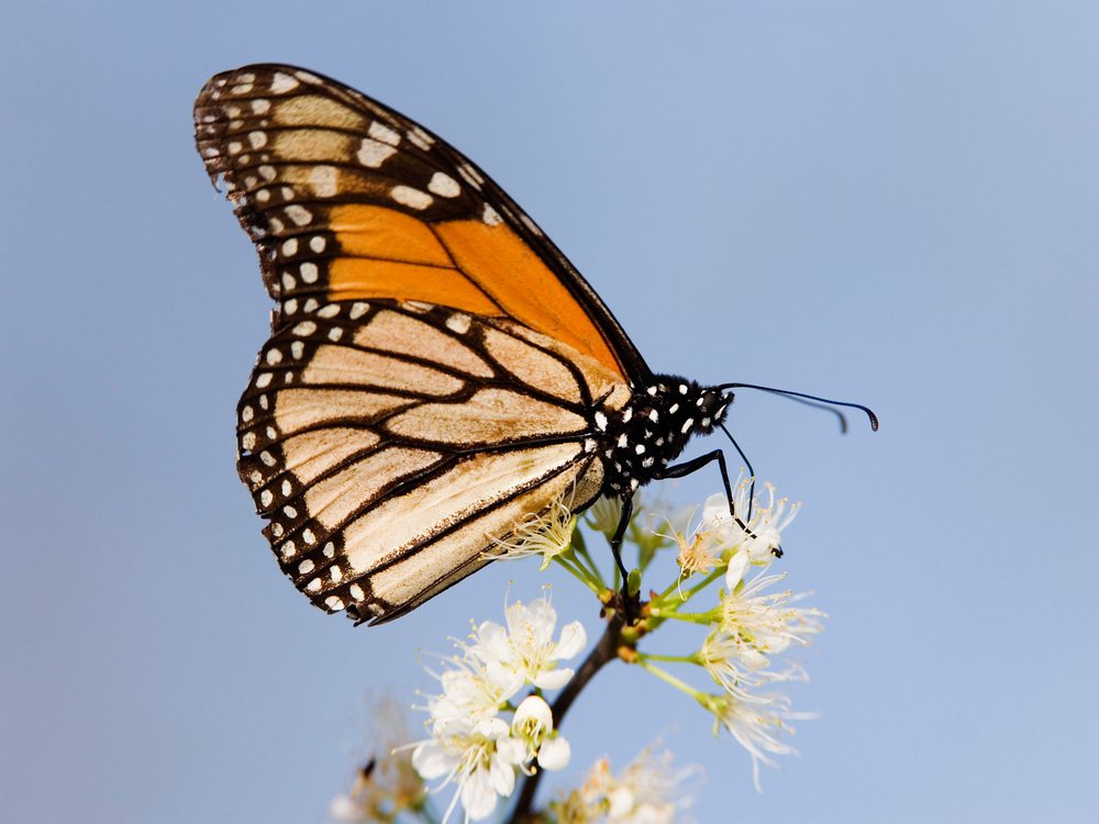 Monarch butterfly perched on white flowers on a branch pollinating outdoors, wildlife, Texas, USA.