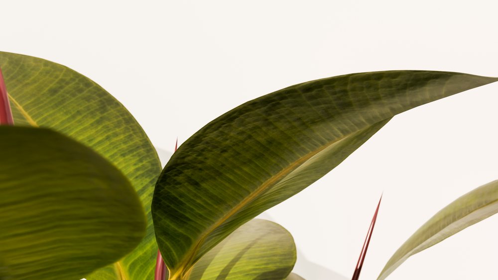 Close-up of rubber plant leaves with red stems against a white background showing leaf texture and botanical details.
