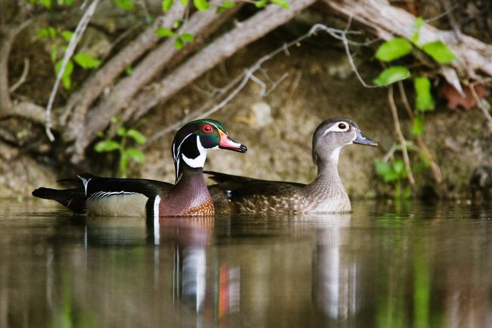 Male and female wood duck swim calmly in a Texas pond beneath tree branches with visible reflections on the water, wildlife, USA.