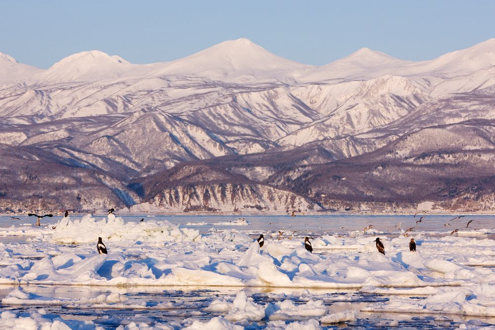 Sea eagles rest and fly over ice floes with snowy mountains of Shiretoko in the background, Nemuro Channel.