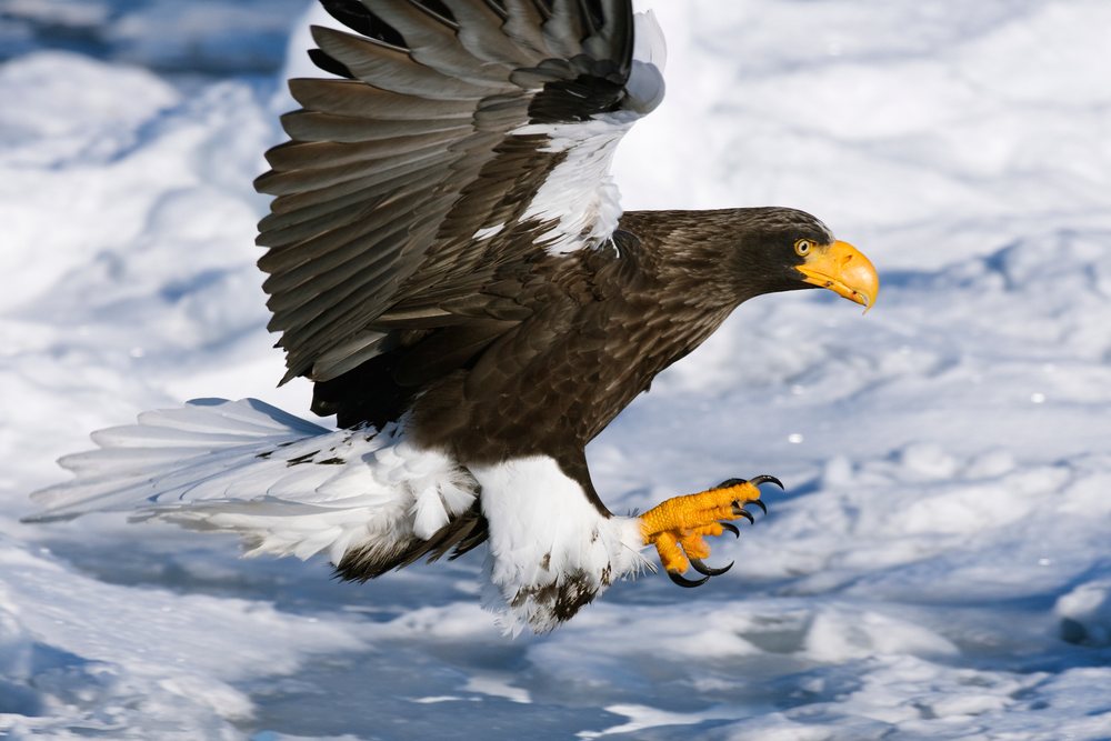 Steller's sea eagle flying over snow-covered frozen water, Hokkaido, Japan.