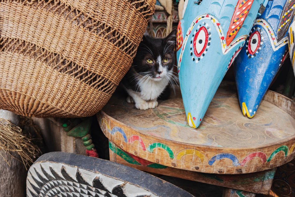 Black and white domestic cat nestled between a woven basket and colorful painted masks on a wooden table, Lifestyle, Landscape, Culture, Marrakech, Marrakesh-Safi Region, Morocco.