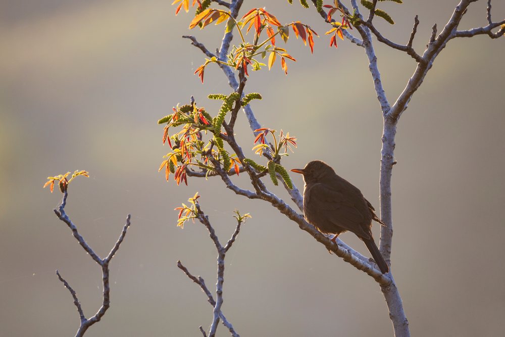 Blackbird perched on a tree branch with fresh leaves in the morning light, landscape, cityscape, Šmartno, Slovenia.