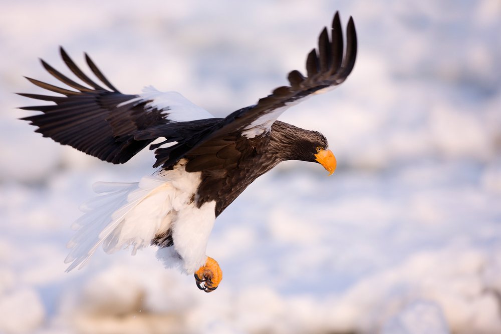 Steller's sea eagle flies over a snowy landscape, Shiretoko Peninsula, Hokkaido, Japan.