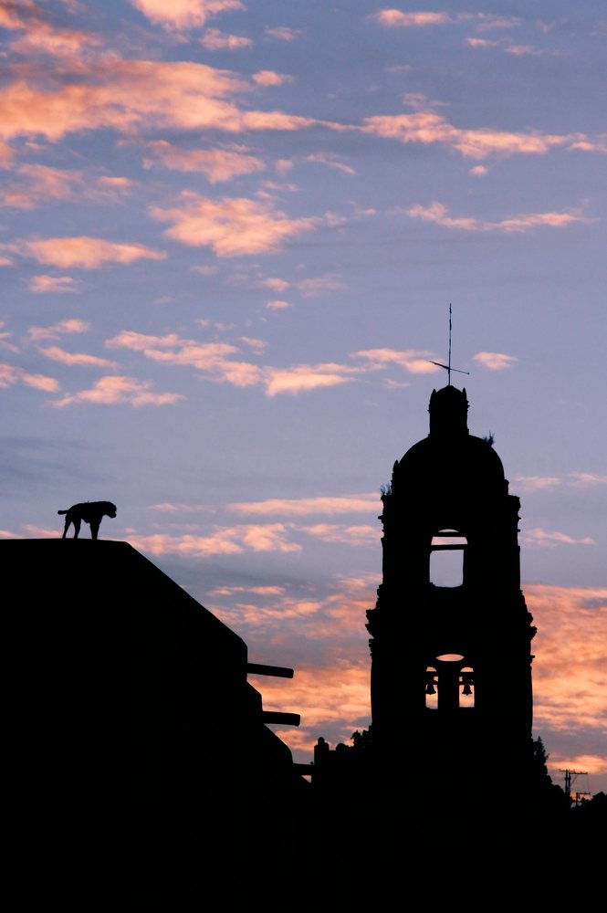 Silhouetted dog stands near a church bell tower against a vibrant sunset sky, San Miguel de Allende, Mexico.