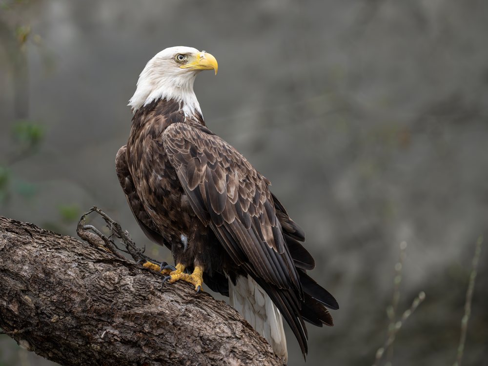 Bald eagle with white head and brown feathers perched sideways on a tree branch in Washington State's natural wilderness, USA.
