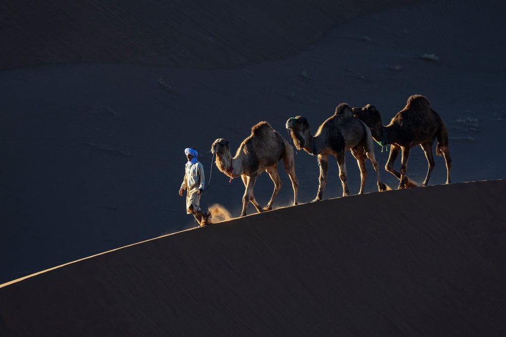 Berber guide in clothing leads a camel caravan across the Chaggaga Sand Dunes at dusk, Lifestyle, Landscape, Culture, M'hamid El Ghizlane, Zagora Province, Morocco.