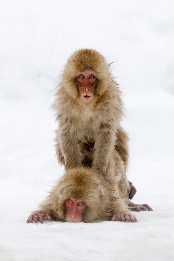 Two Japanese macaques closely interacting on snow-covered ground, Nagano, Japan.