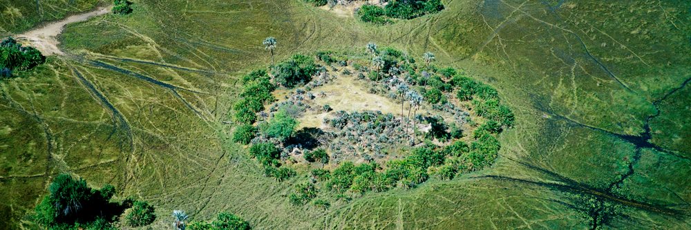 Aerial view showing a ring of palm trees and bushes in circular formation.