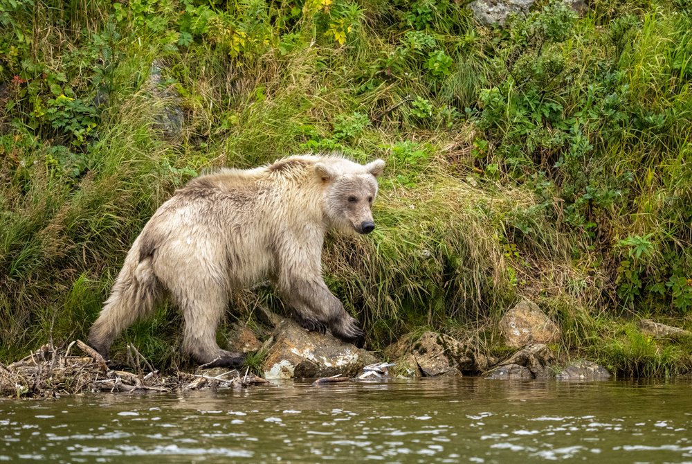 Alaskan Brown bear walking along a grassy riverbank with rocks, Katmai National Park, Alaska, USA.