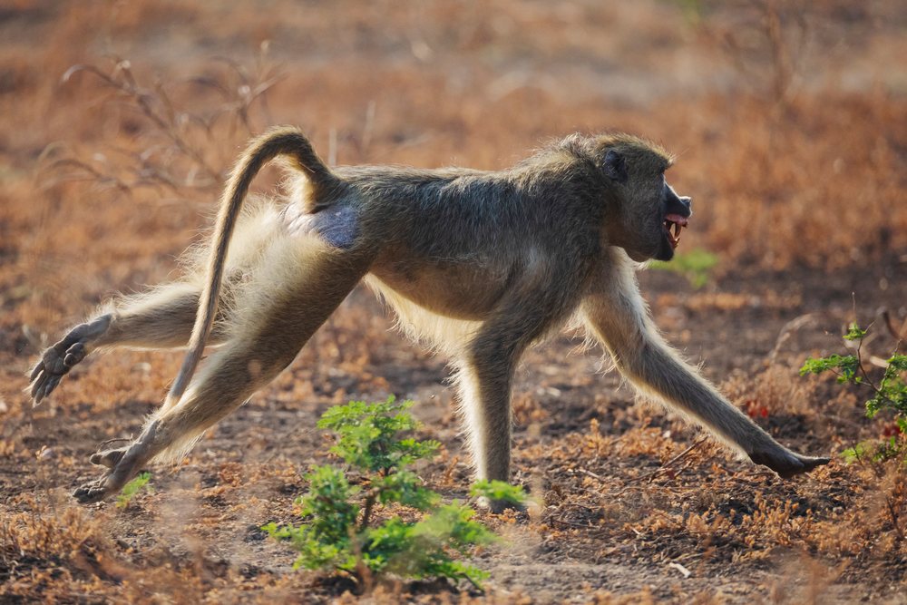 Male baboon runs during a territorial dispute on dry savanna ground with green shrubbery, Wildlife, Mfuwe, South Luangwa National Park, Zambia.