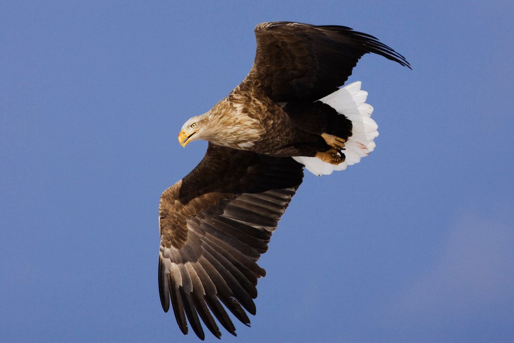White-tailed eagle soaring widely spread wings in clear blue daytime sky over, Hokkaido, Japan.