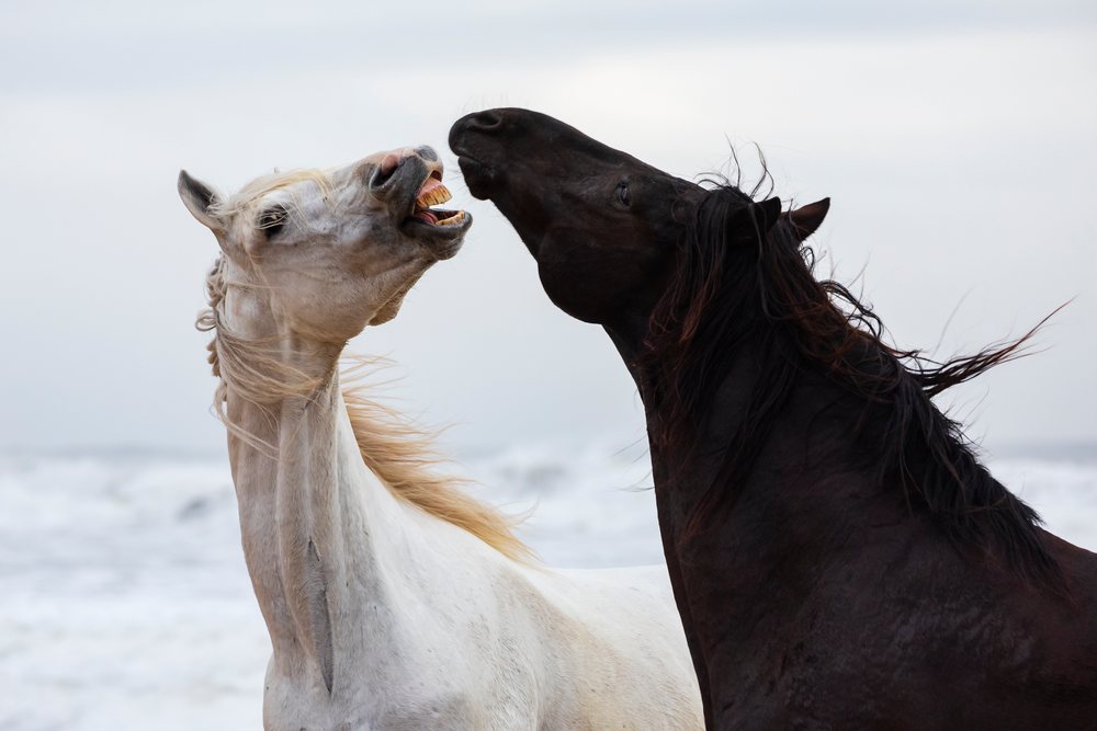 Two Horses, one black and one white, interact expressively on a sand Beach, with ocean waves in the background under a cloudy sky, Landscape, Lifestyle, Essaouira, Province, Morocco.