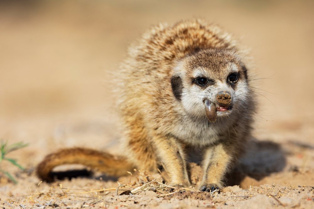 Meerkat with brown fur eats a grub on sandy ground in its natural habitat at Kalahari Research Center, Wildlife, Vanzylsrus, Northern Cape, South Africa.
