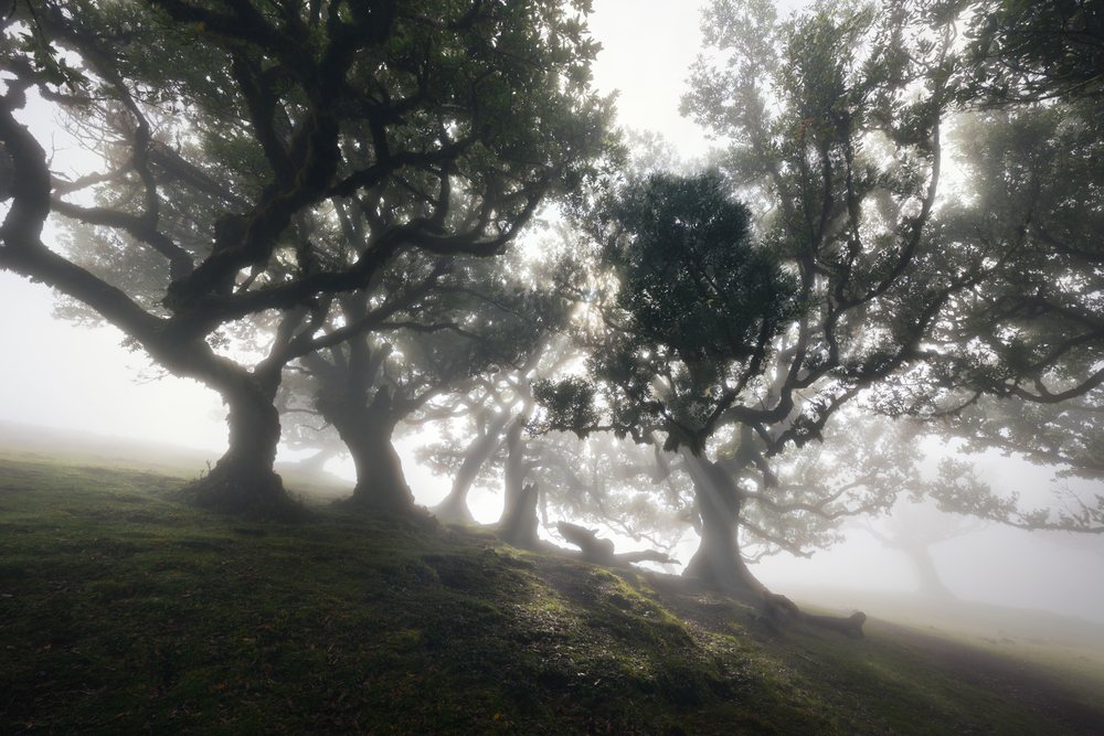 Ancient twisted trees stand on a misty, moss-covered hillside with sunlight filtering through the fog, Madeira Island.