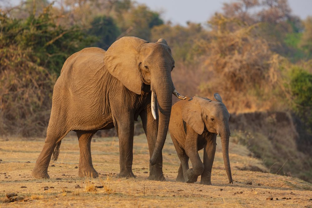 Adult Elephant and a young Elephant walk together on dry savanna grassland, Wildlife, Mfuwe, South Luangwa National Park, Zambia.