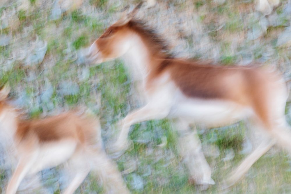 Tibetan Asses, kiangs running in a herd across high-altitude grasslands of Qinghai Province, in their native habitat, Anduo Tibet.