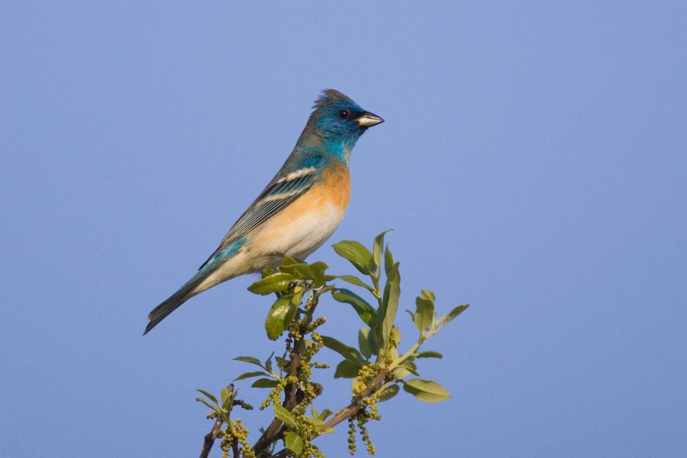 Lazuli bunting with blue and orange plumage perched on a tree branch against a clear blue sky, wildlife, Texas, USA.