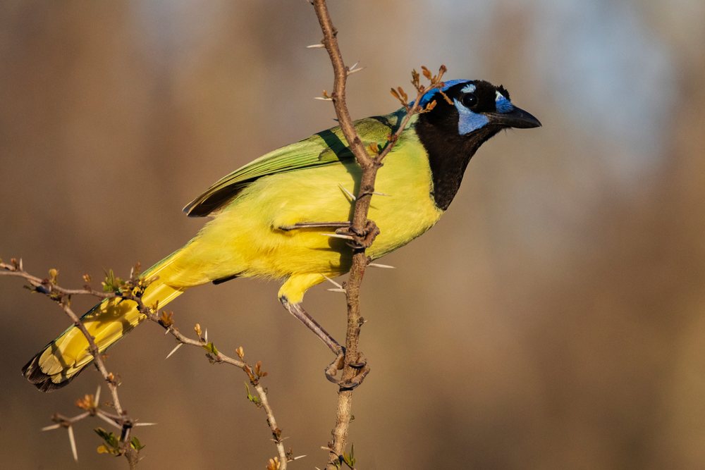 Green Jay perched on a thorny branch in its natural habitat at Santa Clara Ranch, South, Wildlife, McCook, Texas, USA.