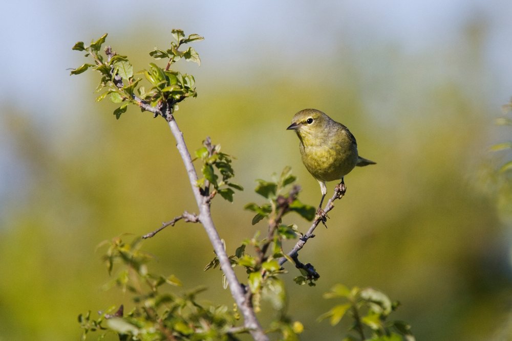 Warbler bird perched on a leafy tree branch in a natural outdoor setting in Texas wildlife, USA.