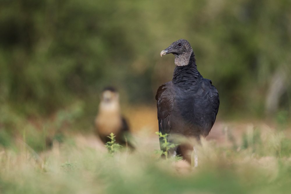 Black Vulture standing in grass at Santa Clara Ranch, USA wildlife setting, Rio Grande Valley, Texas.