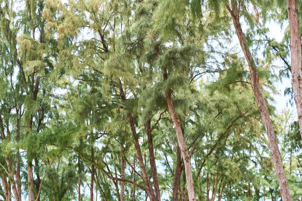 Green pine trees with needle-like foliage and thick trunks in a forest landscape during daytime, Hawaii, USA.