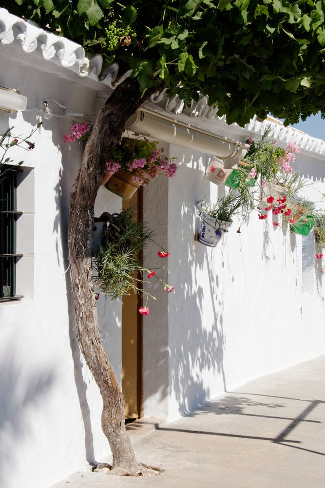 Tree with a grapevine and hanging flower pots grows beside a white house exterior wall in sunny, Andalucia, Spain.