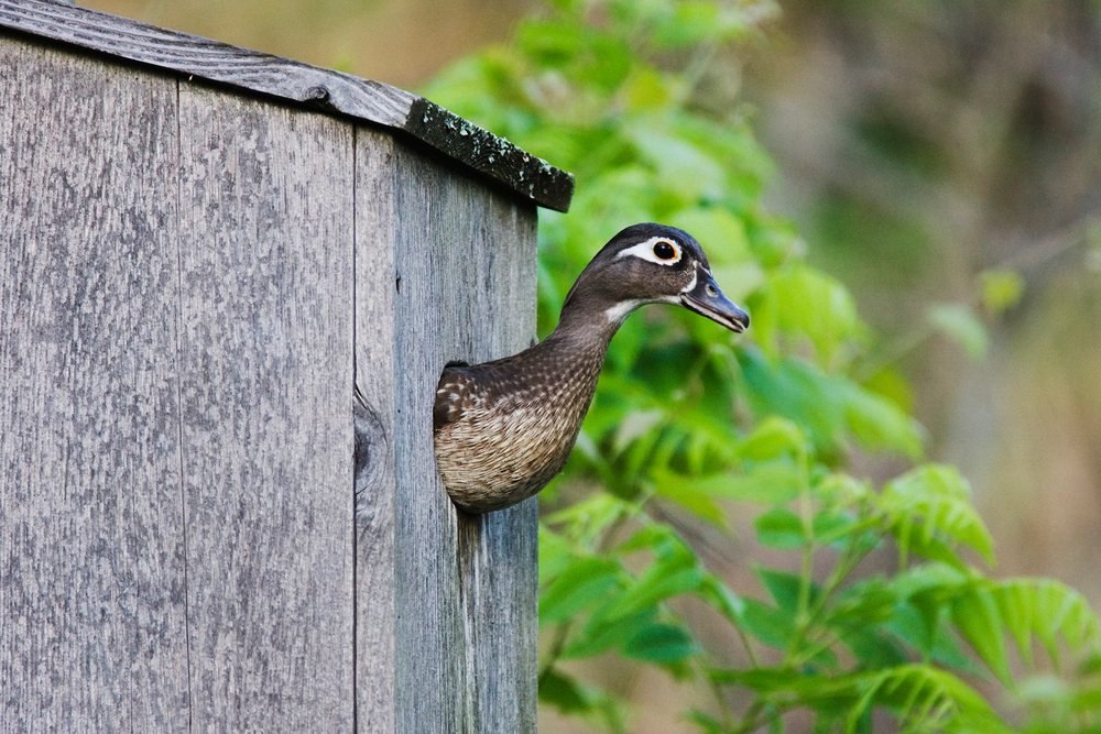 Wood duck peeks through wooden nesting box hole, wildlife, Texas, USA.