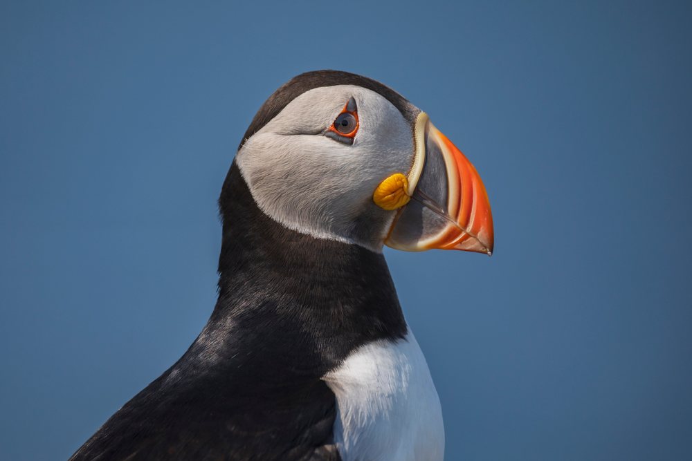 North Atlantic Puffin in profile with colorful orange beak against a clear blue sky, Landscape, Cityscape, Lifestyle, Elliston, Newfoundland & Labrador, Canada.