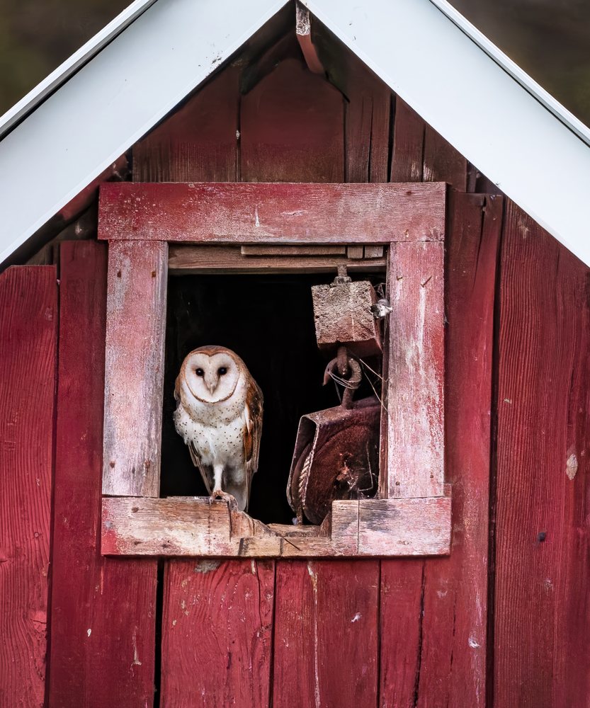 American Barn owl perched on the wooden ledge of a red painted barn window showing a rusted metal tool hanging.
