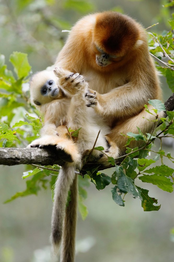 Golden monkey mother holds her baby on a tree branch, Shaanxi Province, China.